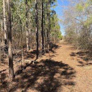 Photo #16 of SOLD property in Off Old Myrtle Road, Carrsville, VA 39.0 acres