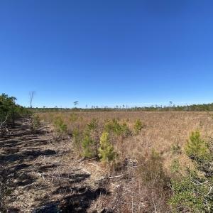 Photo #17 of SOLD property in Off Old Myrtle Road, Carrsville, VA 39.0 acres