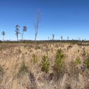 Photo #18 of SOLD property in Off Old Myrtle Road, Carrsville, VA 39.0 acres