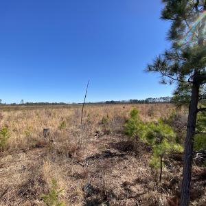 Photo #19 of SOLD property in Off Old Myrtle Road, Carrsville, VA 39.0 acres