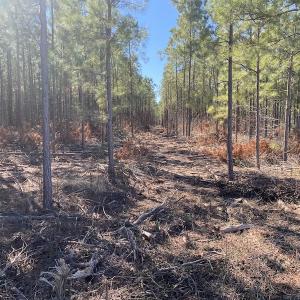 Photo #20 of SOLD property in Off Old Myrtle Road, Carrsville, VA 39.0 acres