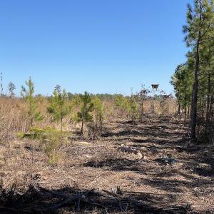 Photo #21 of SOLD property in Off Old Myrtle Road, Carrsville, VA 39.0 acres