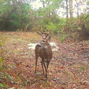 Photo #27 of SOLD property in Off Old Myrtle Road, Carrsville, VA 39.0 acres