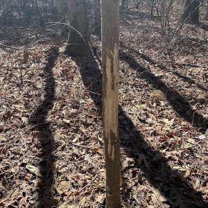 Photo #31 of SOLD property in Off Old Myrtle Road, Carrsville, VA 39.0 acres