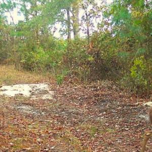 Photo #32 of SOLD property in Off Old Myrtle Road, Carrsville, VA 39.0 acres