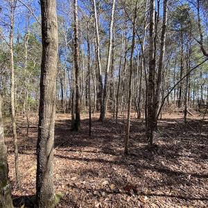 Photo #33 of SOLD property in Off Old Myrtle Road, Carrsville, VA 39.0 acres