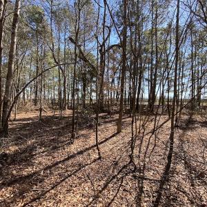 Photo #34 of SOLD property in Off Old Myrtle Road, Carrsville, VA 39.0 acres