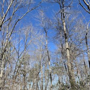 Photo #37 of SOLD property in Off Old Myrtle Road, Carrsville, VA 39.0 acres