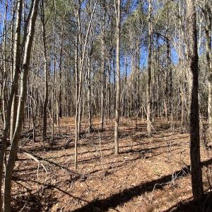 Photo #40 of SOLD property in Off Old Myrtle Road, Carrsville, VA 39.0 acres