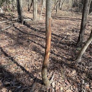 Photo #41 of SOLD property in Off Old Myrtle Road, Carrsville, VA 39.0 acres