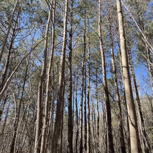 Photo #42 of SOLD property in Off Old Myrtle Road, Carrsville, VA 39.0 acres