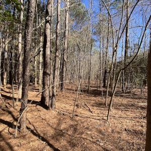Photo #43 of SOLD property in Off Old Myrtle Road, Carrsville, VA 39.0 acres
