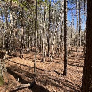 Photo #44 of SOLD property in Off Old Myrtle Road, Carrsville, VA 39.0 acres