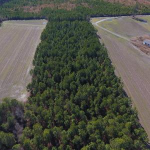 Photo #14 of SOLD property in Off Sawdust Road, Wilson, NC 12.5 acres