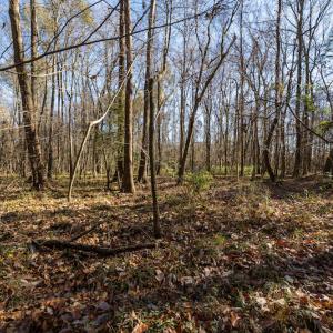 Photo #13 of SOLD property in Off NC 11, Albertson, NC 13.0 acres