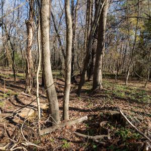 Photo #14 of SOLD property in Off NC 11, Albertson, NC 13.0 acres