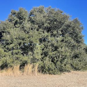Photo #16 of SOLD property in 471 Dudley Road, Latta, SC 61.6 acres
