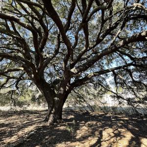 Photo #17 of SOLD property in 471 Dudley Road, Latta, SC 61.6 acres