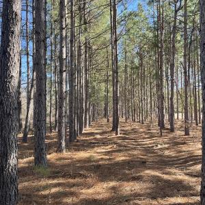 Photo #22 of SOLD property in 471 Dudley Road, Latta, SC 61.6 acres