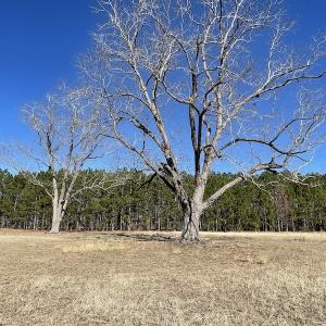 Photo #26 of SOLD property in 471 Dudley Road, Latta, SC 61.6 acres