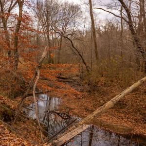 Photo #12 of SOLD property in Off State Road 1580, Leasburg, NC 22.9 acres
