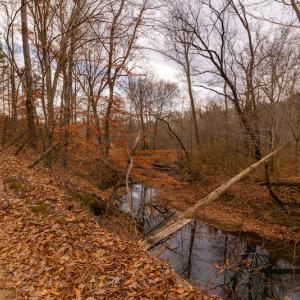 Photo #14 of SOLD property in Off State Road 1580, Leasburg, NC 22.9 acres
