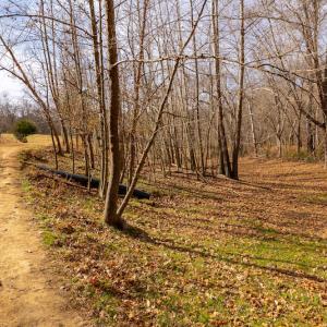 Photo #17 of SOLD property in Off State Road 1580, Leasburg, NC 22.9 acres