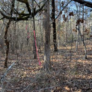 Photo #21 of Off Weadon Road, Blanch, NC 246.0 acres
