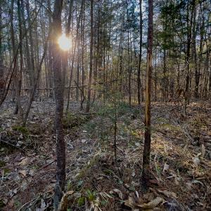 Photo #35 of Off Weadon Road, Blanch, NC 246.0 acres
