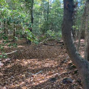 Photo #9 of SOLD property in Cypress Bridge Park, Newsoms, VA 63.4 acres