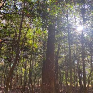 Photo #14 of SOLD property in Cypress Bridge Park, Newsoms, VA 63.4 acres