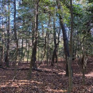 Photo #19 of SOLD property in Cypress Bridge Park, Newsoms, VA 63.4 acres