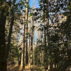 Photo #20 of SOLD property in Cypress Bridge Park, Newsoms, VA 63.4 acres