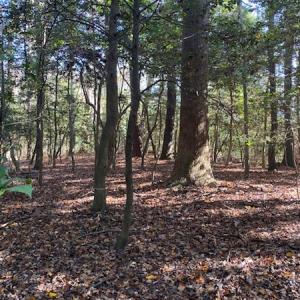Photo #21 of SOLD property in Cypress Bridge Park, Newsoms, VA 63.4 acres