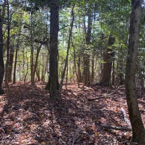 Photo #22 of SOLD property in Cypress Bridge Park, Newsoms, VA 63.4 acres