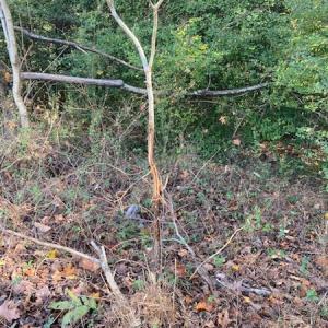 Photo #23 of SOLD property in Cypress Bridge Park, Newsoms, VA 63.4 acres