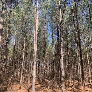Photo #20 of SOLD property in Off Peninsula Lane, Bullock, NC 68.0 acres