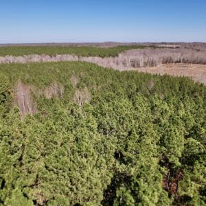 Photo #22 of SOLD property in Off Peninsula Lane, Bullock, NC 68.0 acres