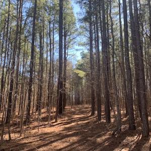 Photo #28 of SOLD property in Off Peninsula Lane, Bullock, NC 68.0 acres