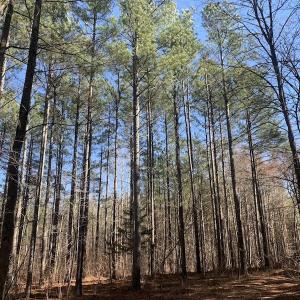 Photo #29 of SOLD property in Off Peninsula Lane, Bullock, NC 68.0 acres