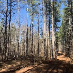 Photo #30 of SOLD property in Off Peninsula Lane, Bullock, NC 68.0 acres