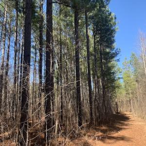 Photo #31 of SOLD property in Off Peninsula Lane, Bullock, NC 68.0 acres