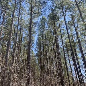 Photo #33 of SOLD property in Off Peninsula Lane, Bullock, NC 68.0 acres
