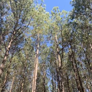 Photo #34 of SOLD property in Off Peninsula Lane, Bullock, NC 68.0 acres
