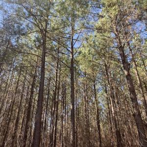 Photo #35 of SOLD property in Off Peninsula Lane, Bullock, NC 68.0 acres