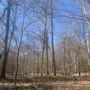 Photo #38 of SOLD property in Off Peninsula Lane, Bullock, NC 68.0 acres