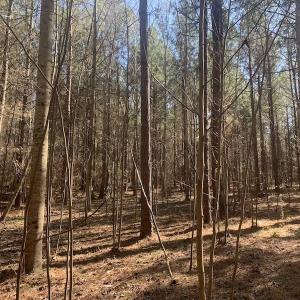 Photo #39 of SOLD property in Off Peninsula Lane, Bullock, NC 68.0 acres