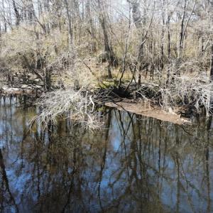 Photo #15 of SOLD property in Off Waccamaw Lane, Longs, SC 142.2 acres