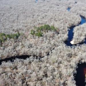 Photo #20 of SOLD property in Off Waccamaw Lane, Longs, SC 142.2 acres