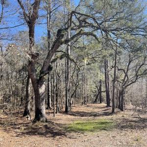 Photo #26 of SOLD property in Off Waccamaw Lane, Longs, SC 142.2 acres